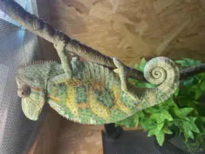 Chamäleon mit Terrarium und Solarleuchten