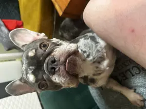 Französische Bulldogg Mädchen 