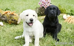Fantastische Labradors