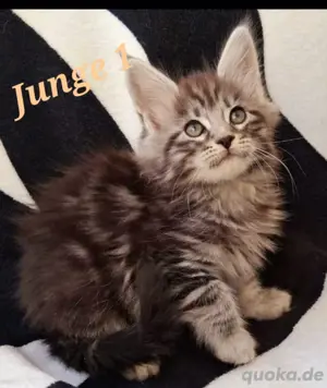 Norwegische waldkatzen kitten 