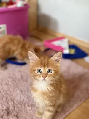 Maine Coon Kitten