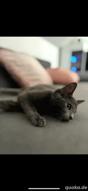 Zwei liebevolle, junge Katzen suchen ein liebevolles Zuhause