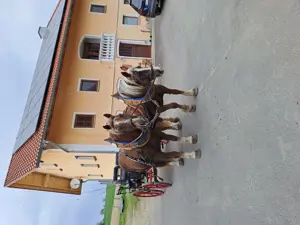 Pferde verkaufen sdk 