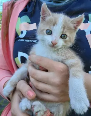 Katerchen abzugeben 