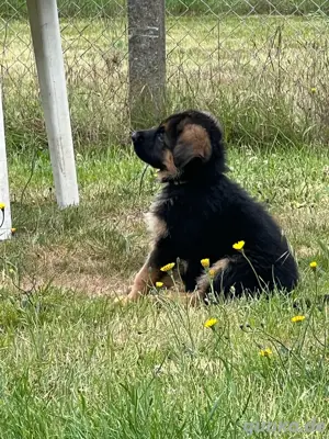 Deutsche Schäferhunde Welpen