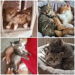 6 zuckersüsse Main Coon Bkh Mix katzen 