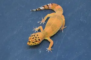 Wunderschöne und gesunde Leopardgeckos (u.a. ZUCHTTIERE) abzugeben 