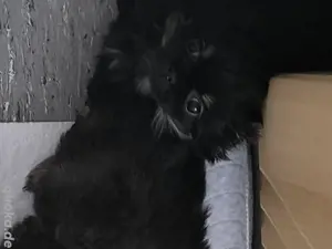 Pekinese welpen