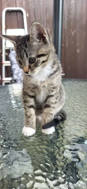 baby Katzen 