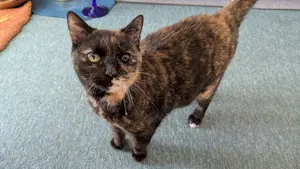 Krümelchen sucht ein neues Zuhause 