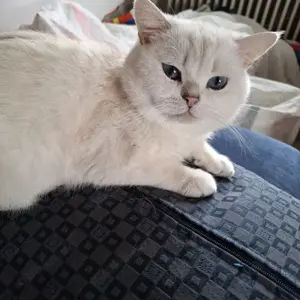 Britisch kurzhaar Erwachsen Deckkater kein Verkauf  Bild 7