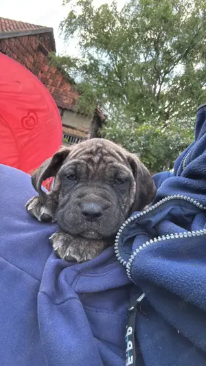 Doggen Welpen 