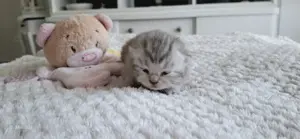 Kräftiges BKH Bärchen weiblich 