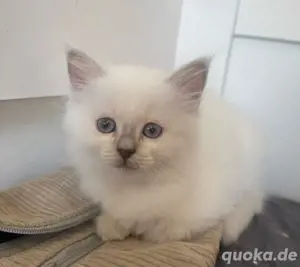 ragdoll kitten