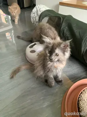 Maine Coon Kitten XXL