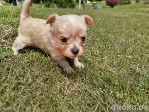 Chihuahua Welpen