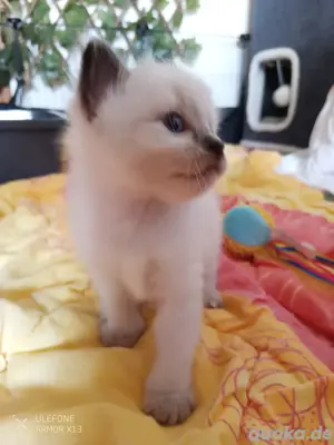 Siam Birmamix Kitten