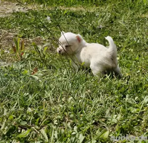 Chihuahua Welpen