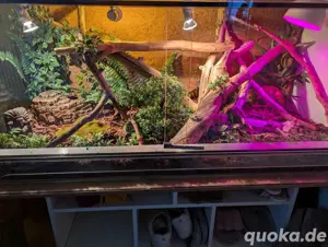 Anakonda Terrarium Eunectes Notaeus 