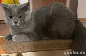 BKH Kater Britisch Kurzhaar 