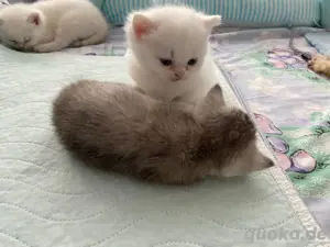 BKH kitten 