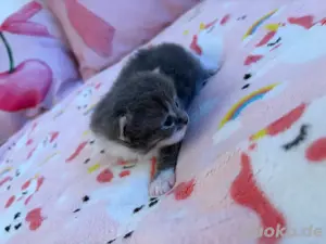 Maine Coone XXL BKH Kitten 