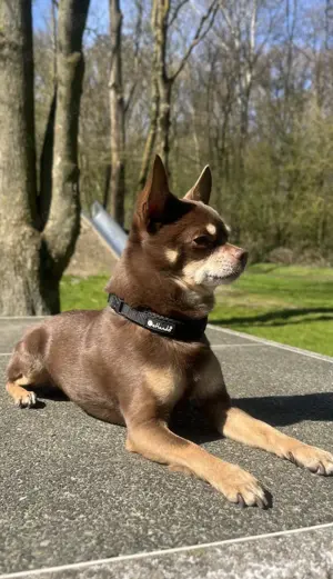 Erfahrener Chihuahua deckrüde hat wieder Termine frei 