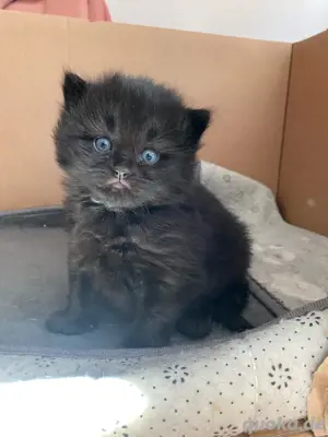 Bkh mix baby Katzen