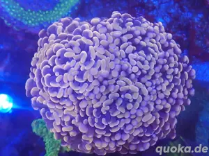 koralle.... euphyllia-bronze-orange.... sps lps meerwasser salzwasser koralle