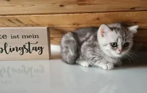 5 Zuckersüße BKH Kitten Abgabe bereit