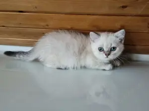 5 Zuckersüße BKH Kitten Abgabe bereit