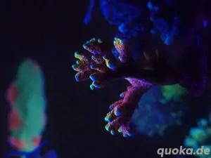 montipora bubbelgum , meerwasser salzwasser lps sps euphyllia , koralle