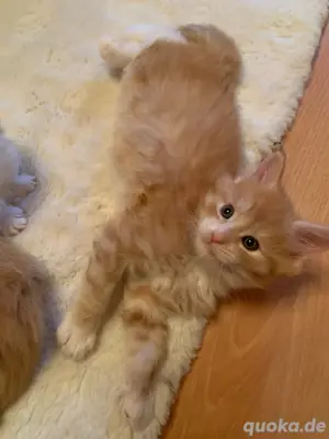 Maine Coon Kitten XXL