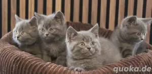 BKH - Kitten, reinrassig  Bild 5