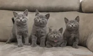 BKH - Kitten, reinrassig  Bild 6