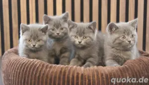 BKH - Kitten, reinrassig  Bild 7
