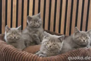 BKH - Kitten, reinrassig  Bild 4