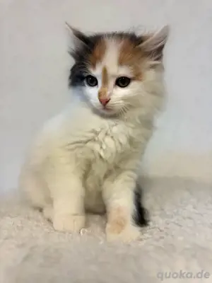 BKH mix babykatzen 