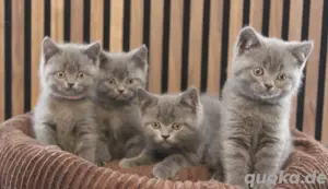 BKH - Kitten, reinrassig  Bild 8
