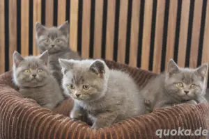BKH - Kitten, reinrassig  Bild 2