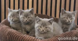 BKH - Kitten, reinrassig  Bild 3