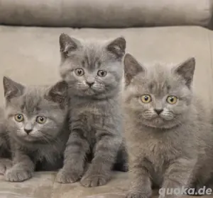 BKH - Kitten, reinrassig  Bild 9