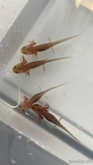 Axolotl Zur Abgabe Bereit ! Bitte beschreibung lesen!:)