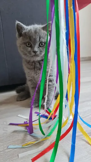 BKH Kitten 1 Weibchen 