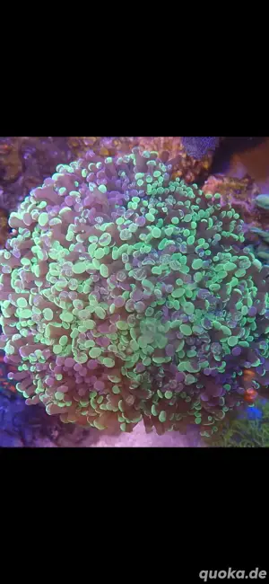 euphyllia meerwasser salzwasser lps sps korallen