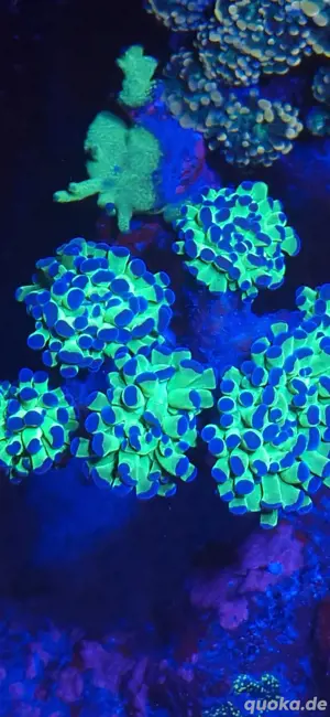 euphyllia meerwasser salzwasser lps sps korallen 