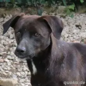 Treue Hundeseele Dzon wartet auf seine Chance