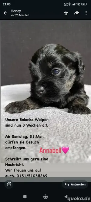 Bolonka Welpen abzugeben j