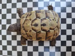 Griechische Landschildkröten 