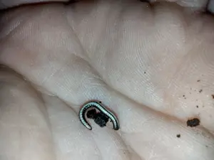 Spirobolellus sp Maui